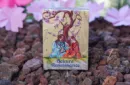 Sakura Renaissance Sunlight Standard Edition Playing Cards – Bild 1