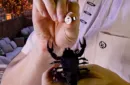 SCORPION by Hugo Valenzuela – Bild 3