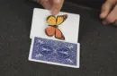 Caterfly (Blue) by My Magical Project – Bild 5