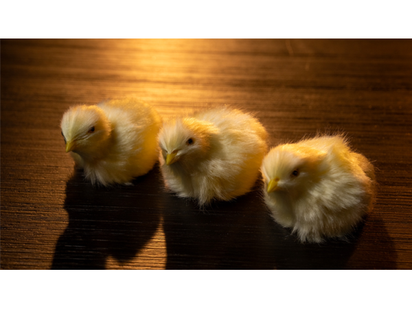 THE FINAL LOAD (Baby Chicks) by Murphy's Magic