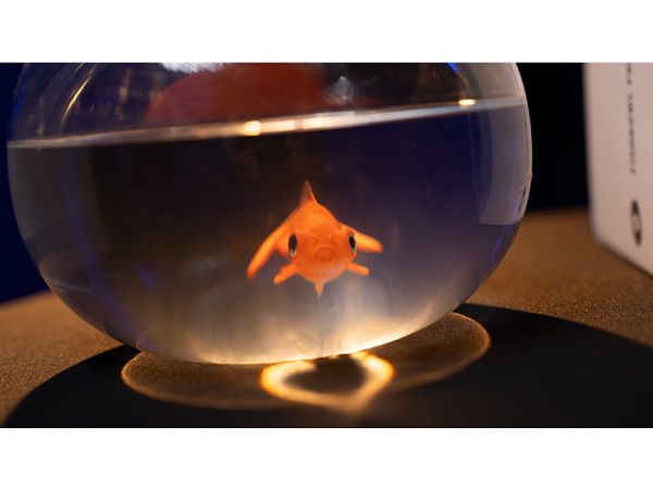 Fishbowl Production by Murphy's Magic