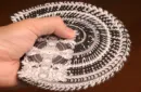 Tree of Vanity Playing Cards by Tony Lee – Bild 4