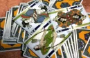 RONIN (Spade Clan Edition Blue) Playing Cards by Kings Wild Project – Bild 5