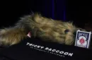 Tricky Raccoon by Liang Kuai & Amor Magic – Bild 2