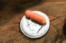Capsule by Million & Egg & TCC Magic – Bild 2