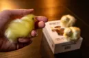 THE FINAL LOAD (Baby Chicks) by Murphy's Magic – Bild 2