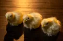 THE FINAL LOAD (Baby Chicks) by Murphy's Magic – Bild 3