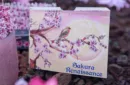 Sakura Renaissance 3D Pop-up Sunlight Edition Playing Cards – Image 1