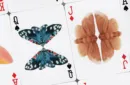 MOTHS (Stripe Edition) by Matthew Palladino – Bild 3