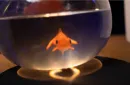 Fishbowl Production by Murphy's Magic – Bild 4