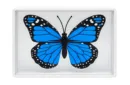 Omni Butterfly by Hyde Ren & Bacon Magic – Bild 2