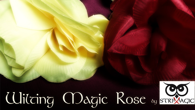 Wilting Rose by Strixmagic