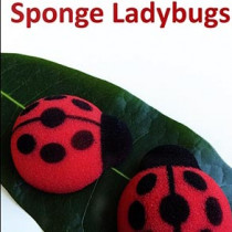 Sponge Ladybugs