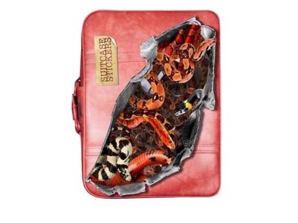 Koffersticker Design 2 (Schlangen)