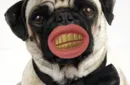 Hundespielzeug – Image 2