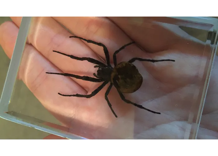 Ominous Deck (Spider) by Diamond Jim Tyler