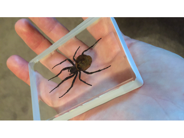 Ominous Deck (Spider) by Diamond Jim Tyler