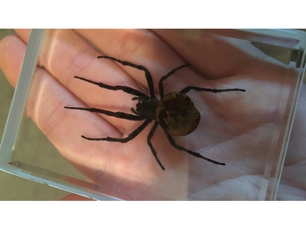 Ominous Deck (Spider) by Diamond Jim Tyler