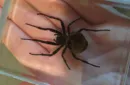 Ominous Deck (Spider) by Diamond Jim Tyler – Image 1