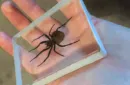 Ominous Deck (Spider) by Diamond Jim Tyler – Image 3