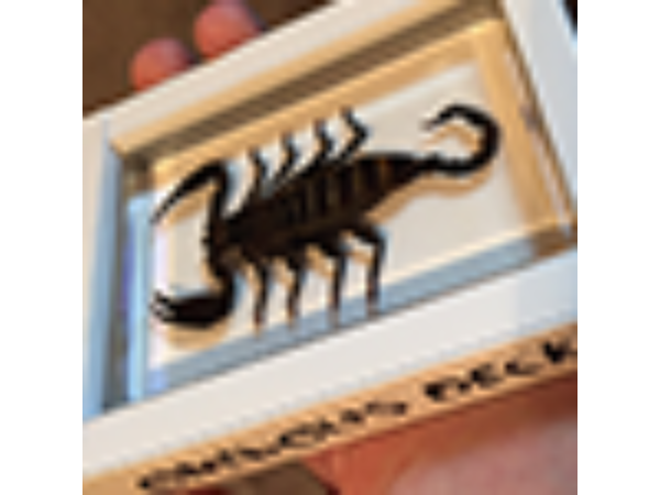 Ominous Deck (Scorpion) by Diamond Jim Tyler