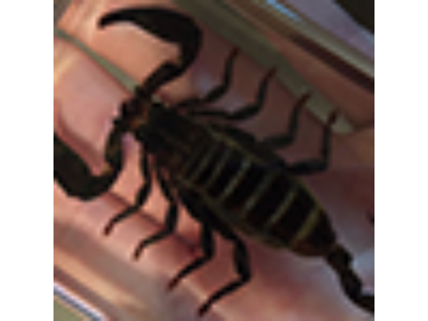 Ominous Deck (Scorpion) by Diamond Jim Tyler