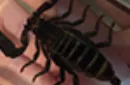 Ominous Deck (Scorpion) by Diamond Jim Tyler – Image 2