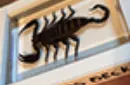 Ominous Deck (Scorpion) by Diamond Jim Tyler – Image 3
