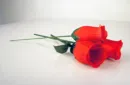 The Rose by Bond Lee & Wenzi Magic – Image 2