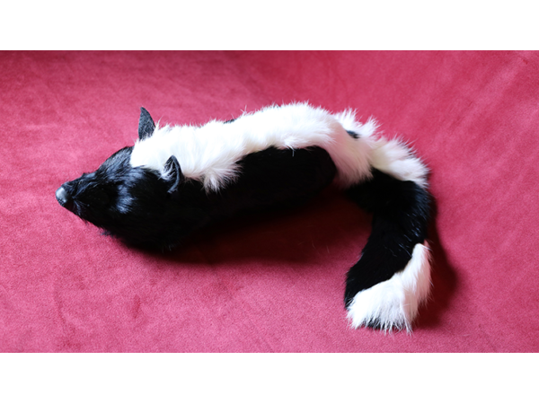 Skunk Spring Animal by Magic Masters