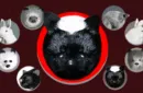 Skunk Spring Animal by Magic Masters – Image 1