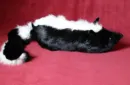 Skunk Spring Animal by Magic Masters – Image 2
