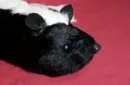 Skunk Spring Animal by Magic Masters – Image 3