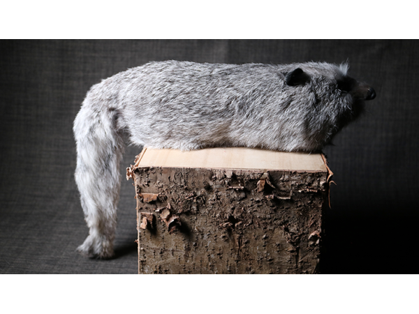 Silver Fox Spring Animal by Magic Masters