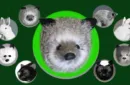 Silver Fox Spring Animal by Magic Masters – Image 1