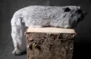 Silver Fox Spring Animal by Magic Masters – Image 4