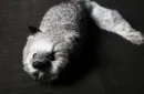 Silver Fox Spring Animal by Magic Masters – Image 5