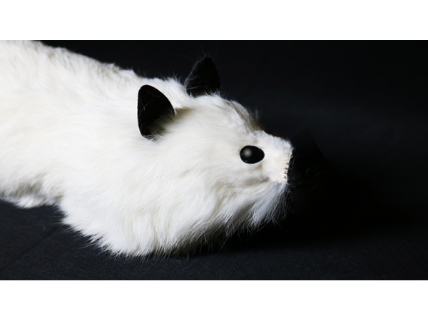 White Fox Spring Animal by Magic Masters