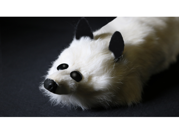 White Fox Spring Animal by Magic Masters
