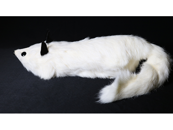 White Fox Spring Animal by Magic Masters