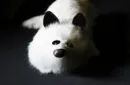 White Fox Spring Animal by Magic Masters – Image 2