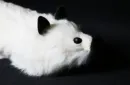 White Fox Spring Animal by Magic Masters – Image 3