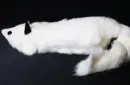White Fox Spring Animal by Magic Masters – Image 4