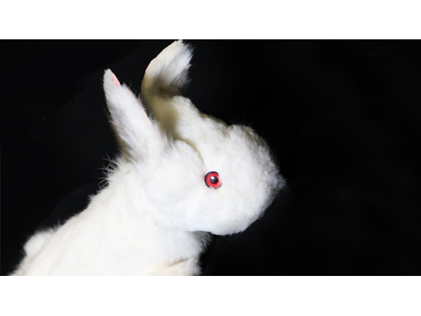Rabbit Spring Animal by Magic Masters