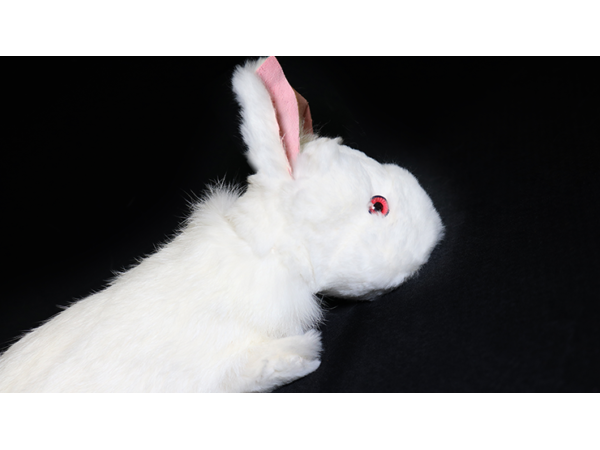 Rabbit Spring Animal by Magic Masters
