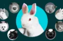 Rabbit Spring Animal by Magic Masters – Image 1