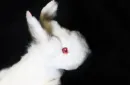 Rabbit Spring Animal by Magic Masters – Image 2