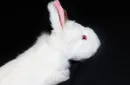 Rabbit Spring Animal by Magic Masters – Image 3