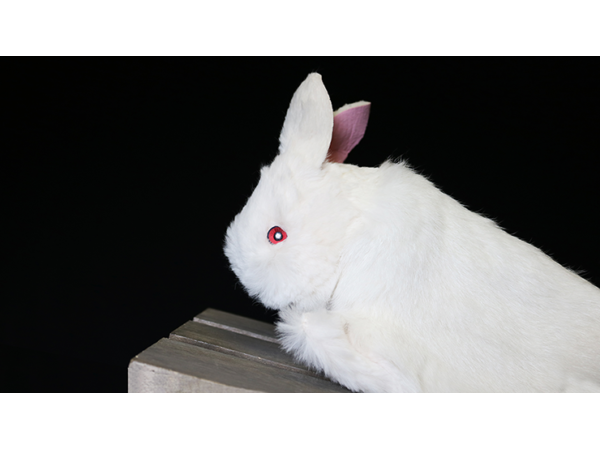 Rabbit Hand Puppet by Magic Masters