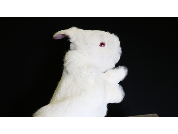 Rabbit Hand Puppet by Magic Masters